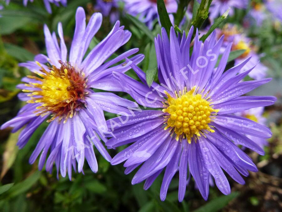 Hvězdnice novobelgická 'Bonningdale Blue' - Aster novi-belgii 'Bonningdale Blue'