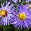 Hvězdnice novobelgická 'Bonningdale Blue' - Aster novi-belgii 'Bonningdale Blue'