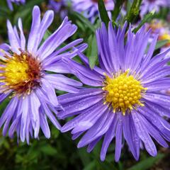 Hvězdnice novobelgická 'Bonningdale Blue' - Aster novi-belgii 'Bonningdale Blue'
