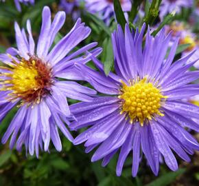 Hvězdnice novobelgická 'Bonningdale Blue' - Aster novi-belgii 'Bonningdale Blue'