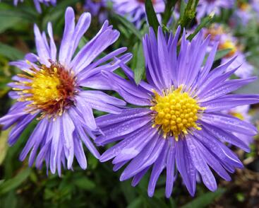 Hvězdnice novobelgická 'Bonningdale Blue'