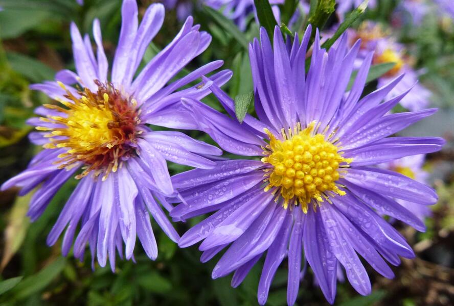 Hvězdnice novobelgická 'Bonningdale Blue' - Aster novi-belgii 'Bonningdale Blue'