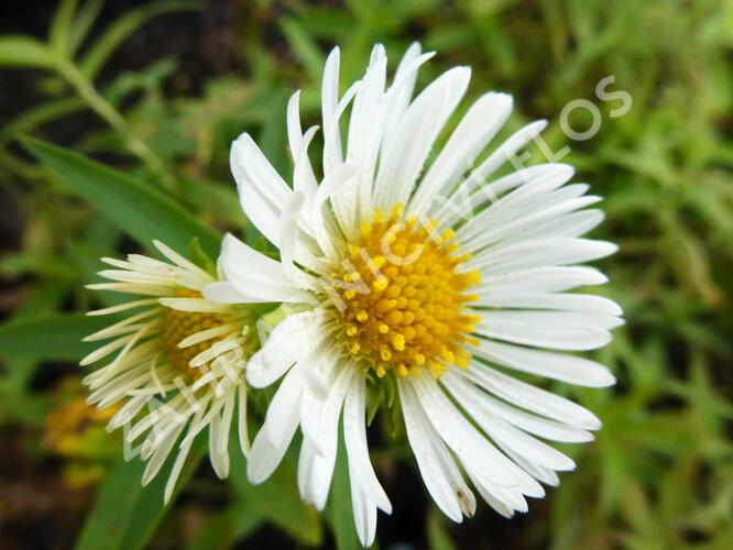 Hvězdnice novoanglická 'Herbstschnee' - Aster novae-angliae 'Herbstschnee'