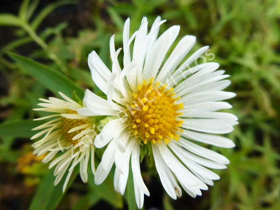 Hvězdnice novoanglická 'Herbstschnee' - Aster novae-angliae 'Herbstschnee'