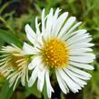 Hvězdnice novoanglická 'Herbstschnee' - Aster novae-angliae 'Herbstschnee'