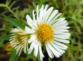 Hvězdnice novoanglická 'Herbstschnee' - Aster novae-angliae 'Herbstschnee'