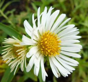 Hvězdnice novoanglická 'Herbstschnee' - Aster novae-angliae 'Herbstschnee'