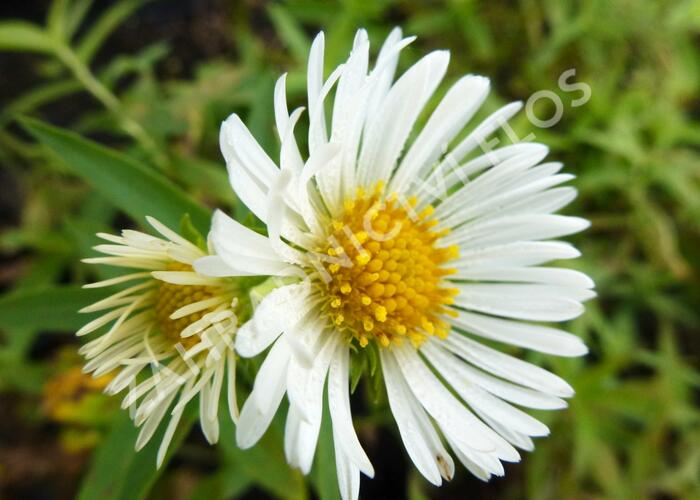 Hvězdnice novoanglická 'Herbstschnee' - Aster novae-angliae 'Herbstschnee'