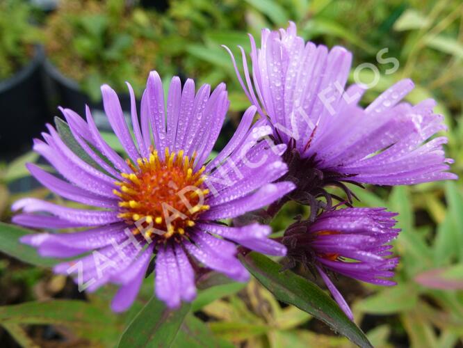 Hvězdnice novoanglická 'Herbstflieder' - Aster novae-angliae 'Herbstflieder'