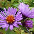 Hvězdnice novoanglická 'Herbstflieder' - Aster novae-angliae 'Herbstflieder'