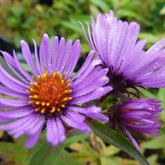 Hvězdnice novoanglická 'Herbstflieder' - Aster novae-angliae 'Herbstflieder'