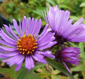 Hvězdnice novoanglická 'Herbstflieder' - Aster novae-angliae 'Herbstflieder'