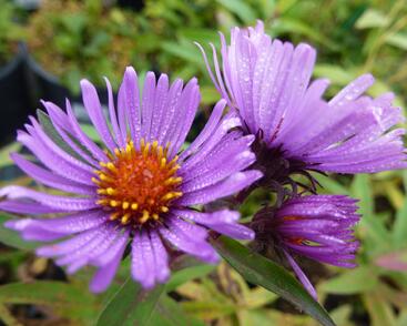 Hvězdnice novoanglická 'Herbstflieder'