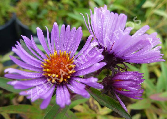 Hvězdnice novoanglická 'Herbstflieder' - Aster novae-angliae 'Herbstflieder'