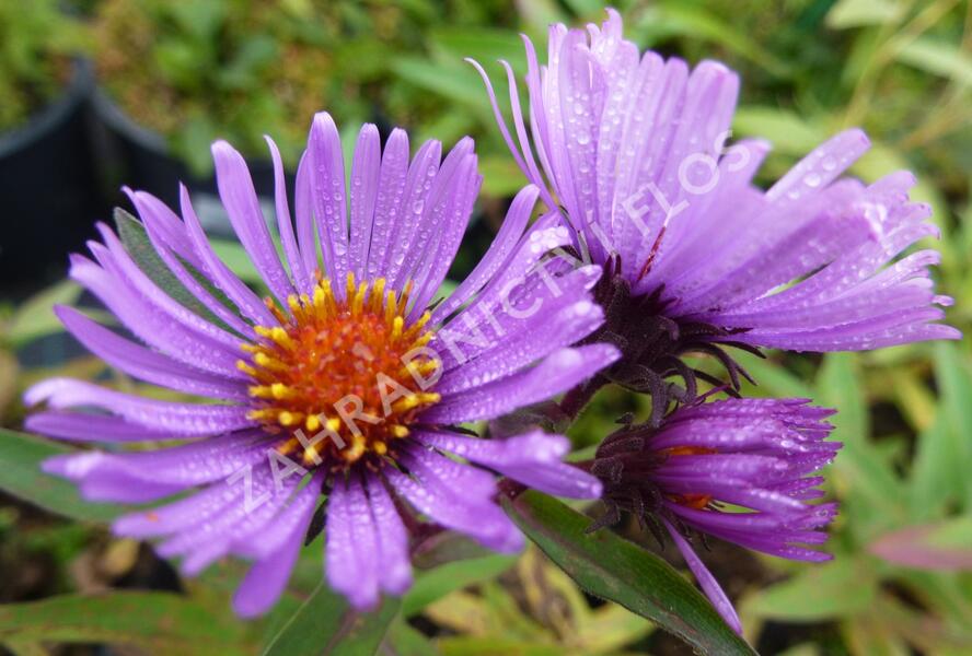 Hvězdnice novoanglická 'Herbstflieder' - Aster novae-angliae 'Herbstflieder'