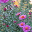 Hvězdnice novoanglická 'Andenken an Paul Gerber' - Aster novae-angliae 'Andenken an Paul Gerber'