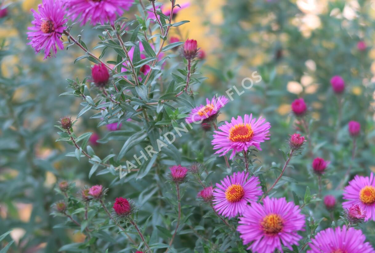Hvězdnice novoanglická 'Andenken an Paul Gerber' - Aster novae-angliae 'Andenken an Paul Gerber'