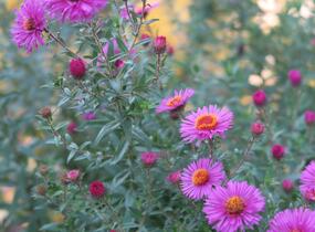 Hvězdnice novoanglická 'Andenken an Paul Gerber' - Aster novae-angliae 'Andenken an Paul Gerber'