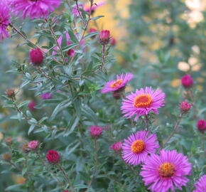 Hvězdnice novoanglická 'Andenken an Paul Gerber' - Aster novae-angliae 'Andenken an Paul Gerber'