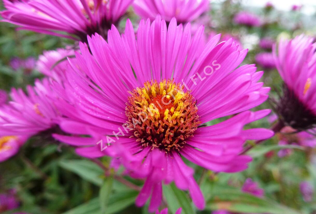 Hvězdnice novoanglická 'Andenken an Paul Gerber' - Aster novae-angliae 'Andenken an Paul Gerber'