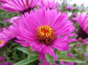 Hvězdnice novoanglická 'Andenken an Paul Gerber' - Aster novae-angliae 'Andenken an Paul Gerber'