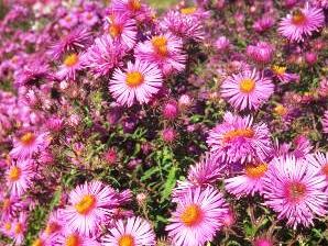 Hvězdnice novoanglická 'Abendsonne' - Aster novae-angliae 'Abendsonne'