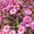Hvězdnice novoanglická 'Abendsonne' - Aster novae-angliae 'Abendsonne'