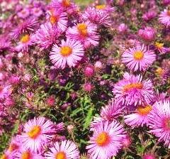 Hvězdnice novoanglická 'Abendsonne' - Aster novae-angliae 'Abendsonne'