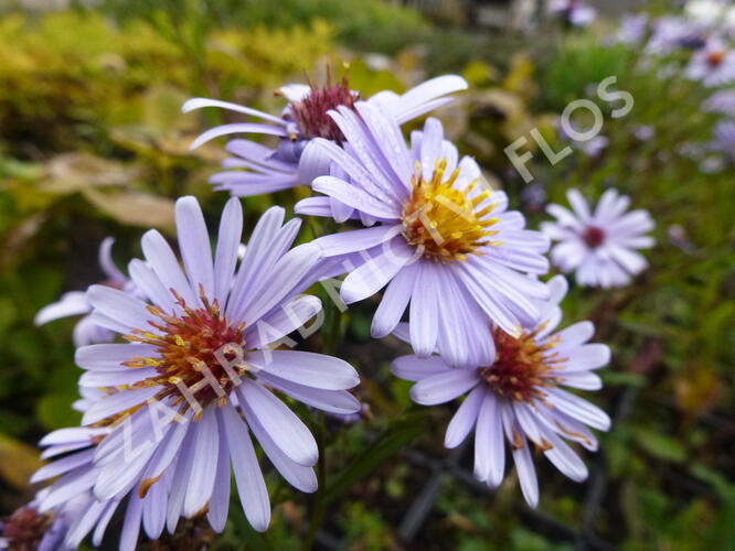 Hvězdnice hladká 'Blauschleier' - Aster laevis 'Blauschleier'