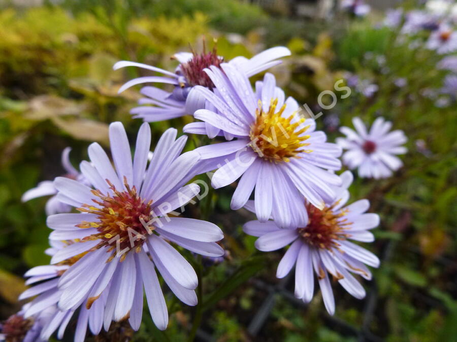 Hvězdnice hladká 'Blauschleier' - Aster laevis 'Blauschleier'