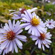 Hvězdnice hladká 'Blauschleier' - Aster laevis 'Blauschleier'