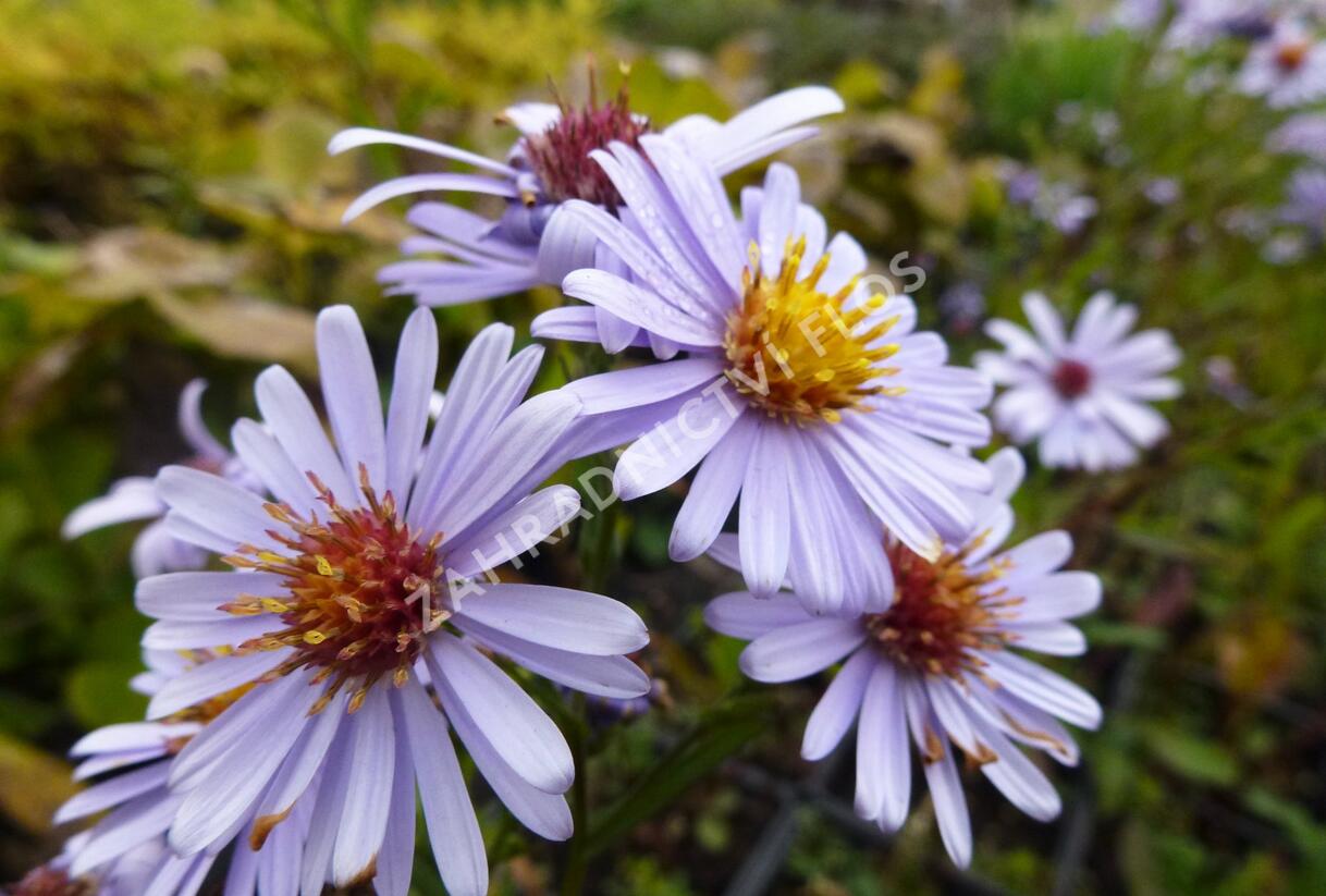 Hvězdnice hladká 'Blauschleier' - Aster laevis 'Blauschleier'