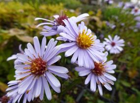 Hvězdnice hladká 'Blauschleier' - Aster laevis 'Blauschleier'