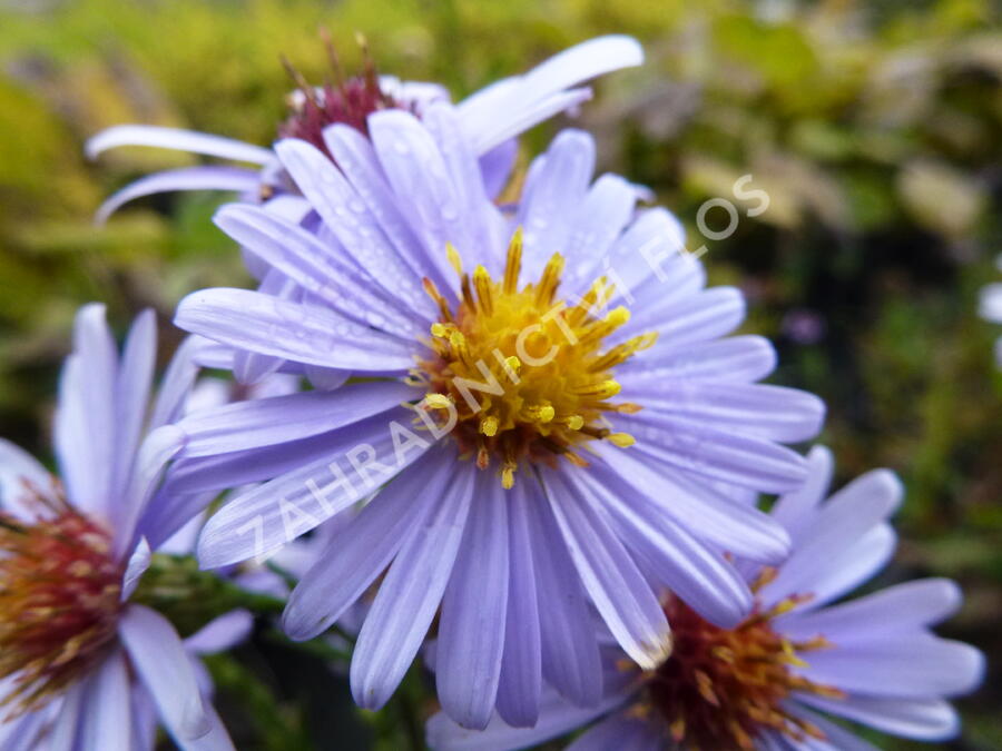Hvězdnice hladká 'Blauschleier' - Aster laevis 'Blauschleier'