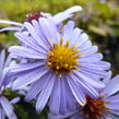 Hvězdnice hladká 'Blauschleier' - Aster laevis 'Blauschleier'