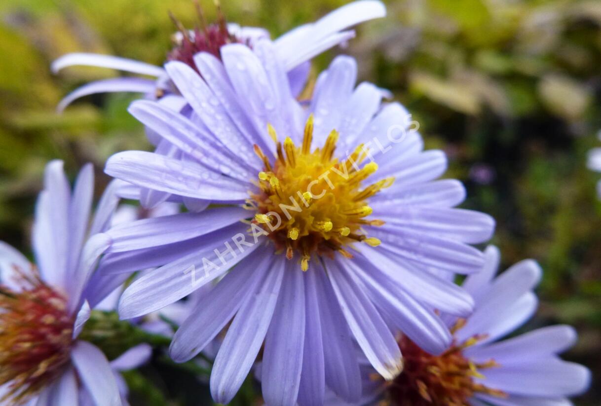 Hvězdnice hladká 'Blauschleier' - Aster laevis 'Blauschleier'