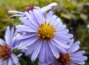 Hvězdnice hladká 'Blauschleier' - Aster laevis 'Blauschleier'