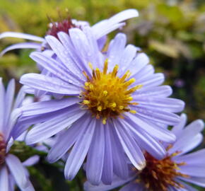 Hvězdnice hladká 'Blauschleier' - Aster laevis 'Blauschleier'