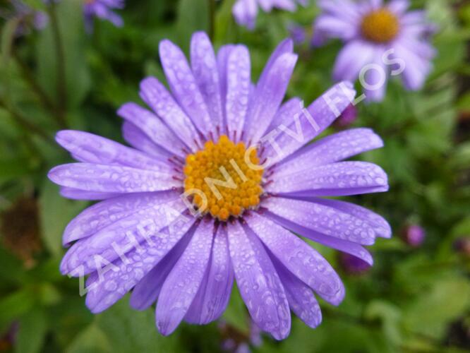 Hvězdnice 'Jungfrau' - Aster frikartii 'Jungfrau'