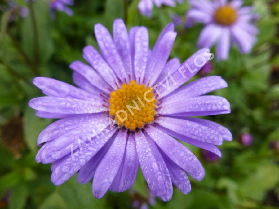 Hvězdnice 'Jungfrau' - Aster frikartii 'Jungfrau'