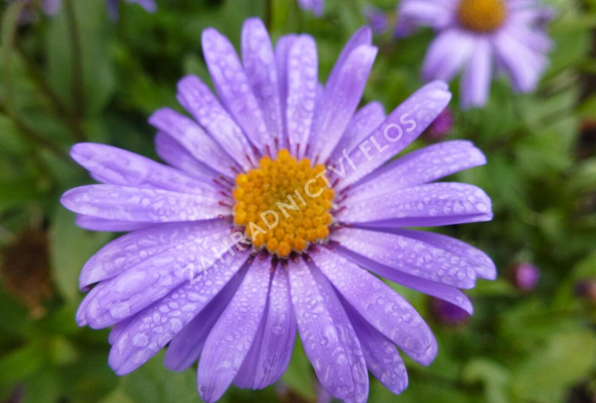 Hvězdnice Frikartova 'Jungfrau' - Aster frikartii 'Jungfrau'