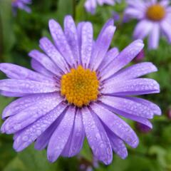 Hvězdnice 'Jungfrau' - Aster frikartii 'Jungfrau'