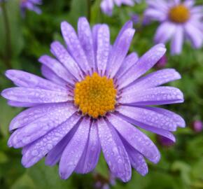 Hvězdnice 'Jungfrau' - Aster frikartii 'Jungfrau'