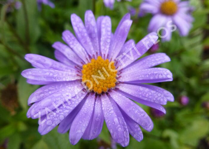 Hvězdnice 'Jungfrau' - Aster frikartii 'Jungfrau'