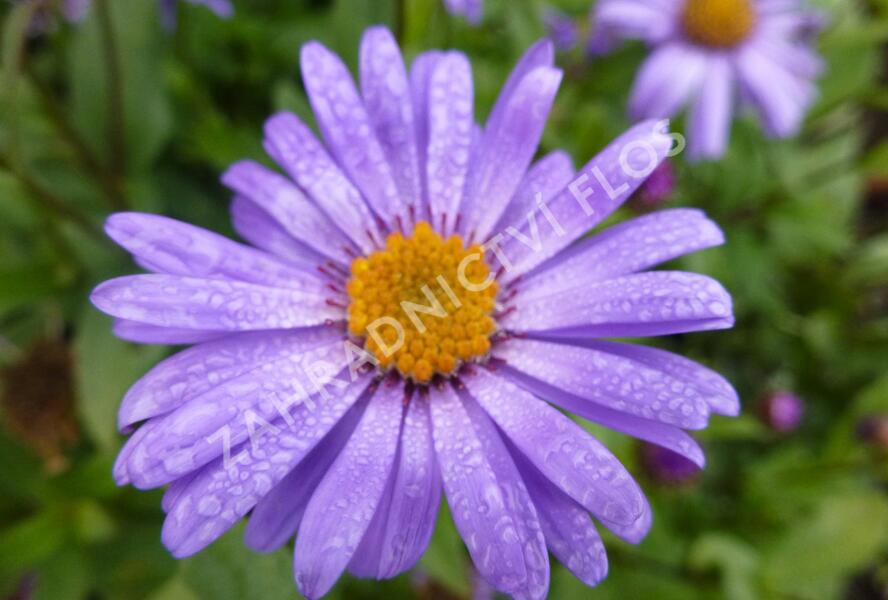 Hvězdnice Frikartova 'Jungfrau' - Aster frikartii 'Jungfrau'