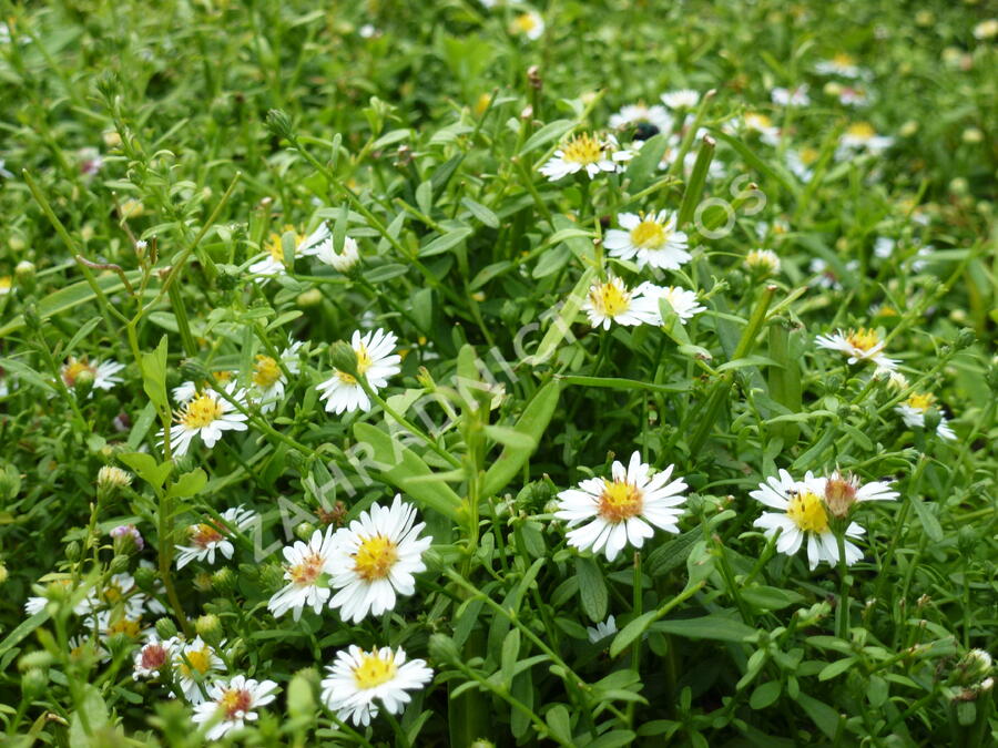 Hvězdnice vřesovcová 'Ulrike' - Aster ericoides 'Ulrike'