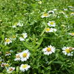 Hvězdnice vřesovcová 'Ulrike' - Aster ericoides 'Ulrike'