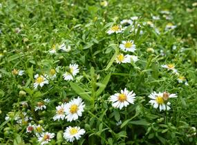 Hvězdnice vřesovcová 'Ulrike' - Aster ericoides 'Ulrike'