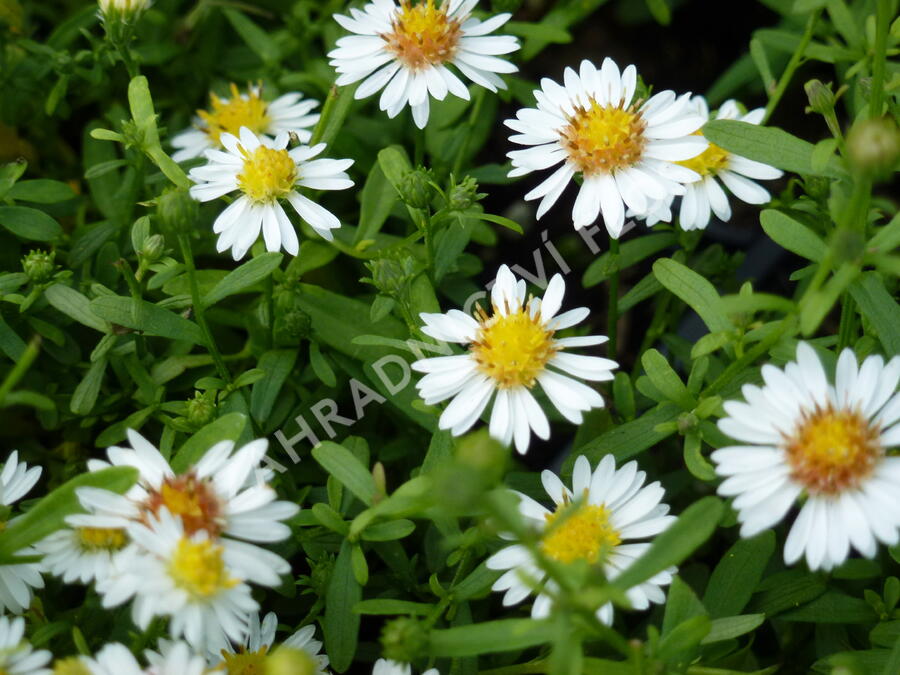 Hvězdnice vřesovcová 'Ulrike' - Aster ericoides 'Ulrike'