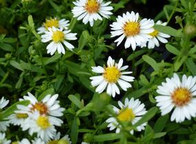 Hvězdnice vřesovcová 'Ulrike' - Aster ericoides 'Ulrike'